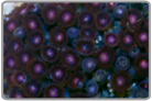 Pink Eye Zoanthids